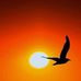 Randy Fox - Facebook