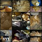 Randi Ring - @furbabiezpetcare - Instagram