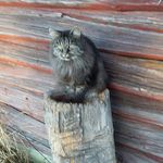 Randi Ringstad - @randi.ringstad - Instagram