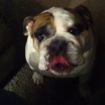 Randi White - @randithebulldog - Instagram