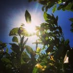 Randolph Hart - @wizardboltlime - Instagram