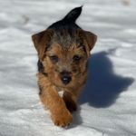 Sir Randolph Maxwell Knight - @randywarholwoof - Instagram