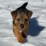 Sir Randolph Maxwell Knight - @randywarholwoof - Instagram