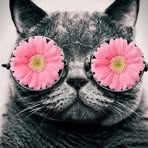 Randolph Wolf - Facebook
