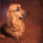 todd Randolph wolfe - @toddrandolphwolfe - Instagram