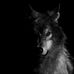 Randolph Wolfe - Facebook
