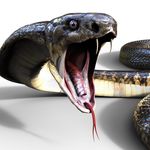 Randy Akins - @deadlycobra69 - Instagram