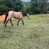 Randy Allmon - @plowboy297 - TikTok