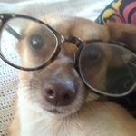 Randy Altman - @gr8daneagentlegiant - Instagram