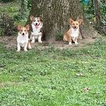 Randy Ashmore - @ashmore_corgis - Instagram