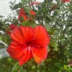 Randi Barela - Facebook