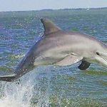 Captain Randy Barfield - @captainrandysdolphinshelltrips - Instagram