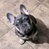 FRENCHIE LIFE - @randybartlett17 - TikTok