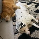Randy&Bentley - @randy_and_bentley - Instagram
