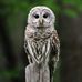 Randy Blake - Facebook