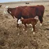 Randy Boesem - @randy.boesem - TikTok