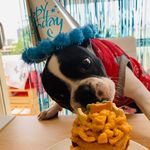 Randy The Boston - @randy_theboston - Instagram