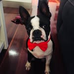 Randy the Boston Terrier - @randythebostonterrier - Instagram