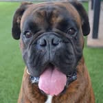 ~🆁🅰🅽🅳🆈~ - @boxer.randy - Instagram