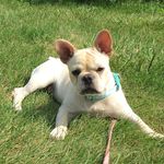 Randy Braun - @frannylafrenchie - Instagram