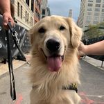 Randy Brenner - @k9comet1278 - Instagram