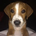 Randy Broughton - @randy.the.dog - Instagram