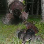 Randy Bucher - @beardsnbuck - Instagram