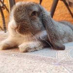 @randy.bunny - Instagram