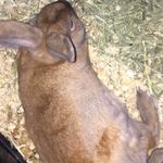 Randy - @randy____bunny - Instagram