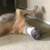 randychesser - @randychesser - TikTok