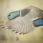 Randy Corbitt - @randycorbitt - Instagram
