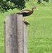Randy Corn - Facebook