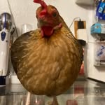 Randy Dang - @specifically_randy - Instagram