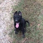 Randy Dillon - @rldillon58 - Instagram