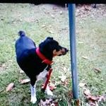 Randy Dillon - @bluedillonrandy848eagle - Instagram