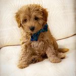 ᨘ ᨞ ➚ Randy 🎪✨ - @randy_the_mini_doodle - Instagram
