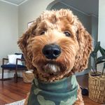 R A N D Y - @randy.doodle.dandy - Instagram