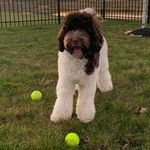 Randy Rohde-Hosler - @randydoodlebops - Instagram