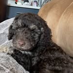 Randy Elizabeth Doyle - @randydoogle - Instagram