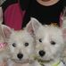 Randy Ellen West Highland White Terriers of Michigan - Facebook