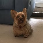 Randy Farley - @dominosrandy - Instagram