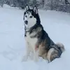 Randy.Faust - @randy_faust - TikTok