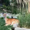 Randy Fox667 - @randyfox667 - TikTok