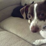 Randy Fox - @fox8154 - Instagram