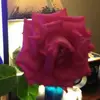 randy fox - @randy.fox5 - TikTok