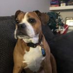 Randy Fox - @randy.fox.t - Instagram
