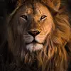 Randy Frank - @randy.frank21 - TikTok