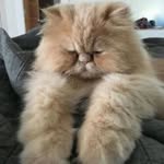 randy_gabriel - @randygabrielordo - Instagram