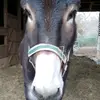 Randy Gallimore - @randygallimore - TikTok