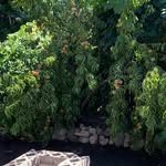 @randy.gardens - Instagram